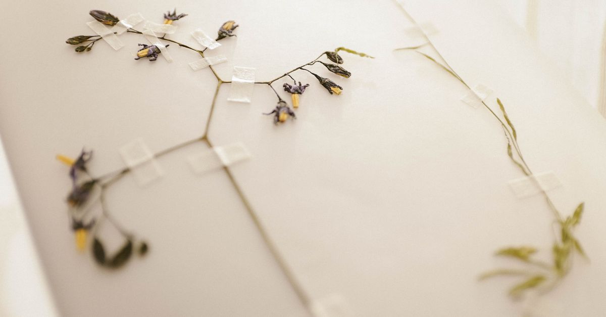 Old herbarium sheets open on a laboratory table, surrounded by records and botanical instruments