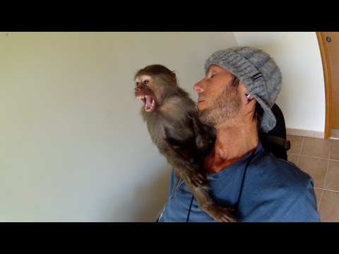 Une relation spéciale entre un babouin et Chris Colwell