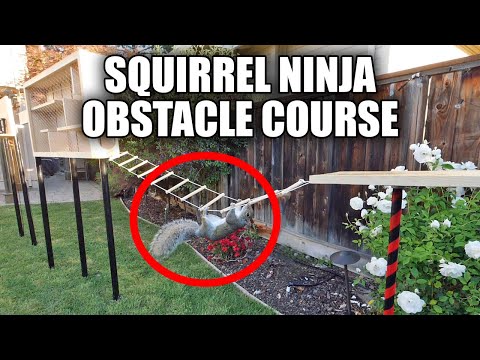 Ninja parcours pour écureuil