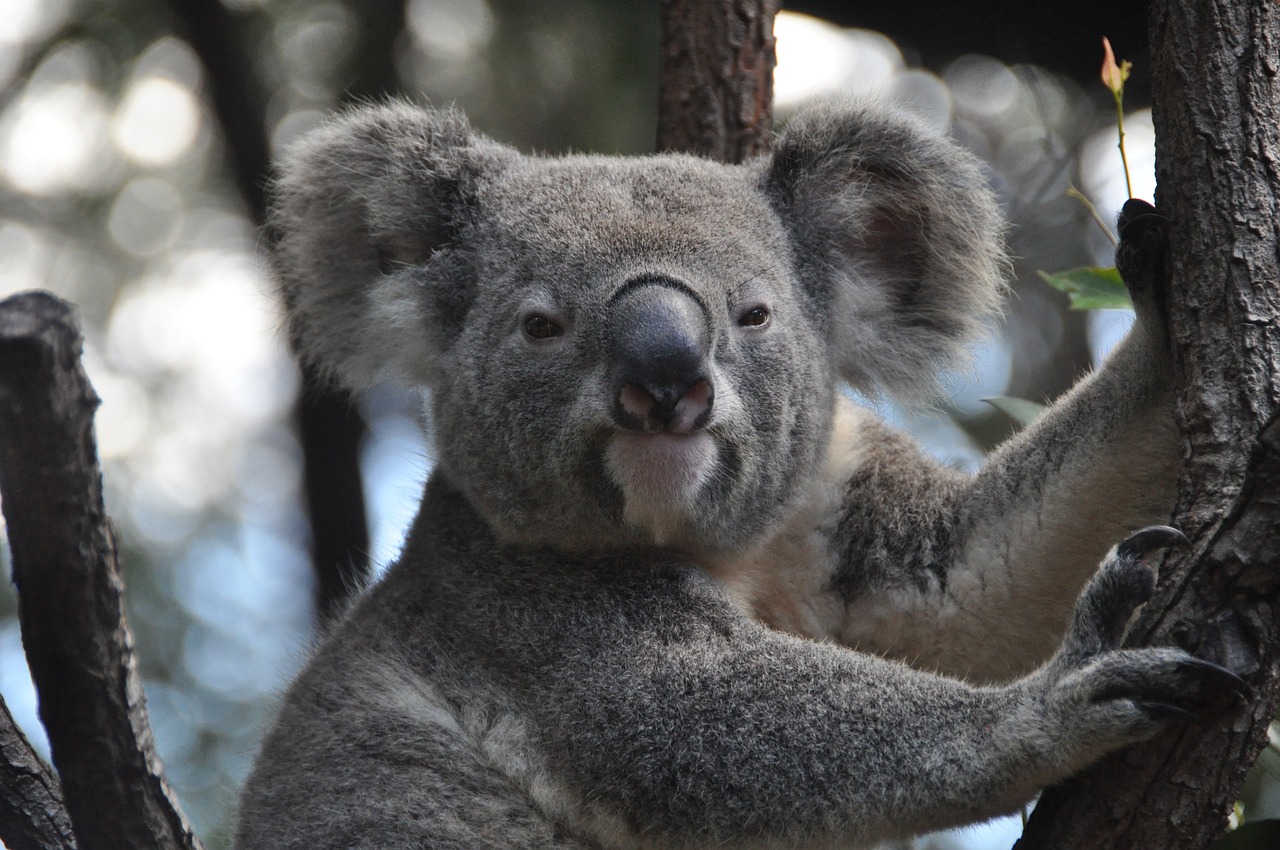 Un Koala s