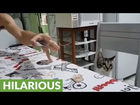 Un chat bluffé par un tour de cartes