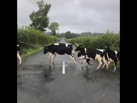 Des vaches considèrent une ligne blanche au sol comme un obstacle