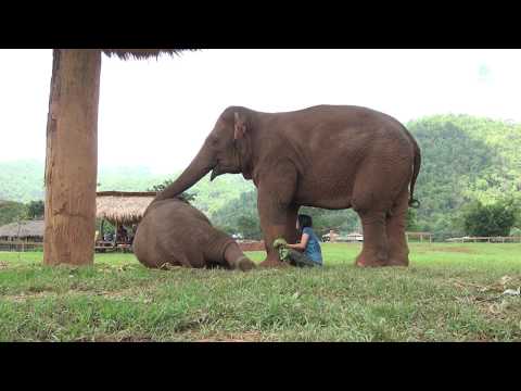 Un éléphant redirige la soigneuse du parc vers un petit éléphant