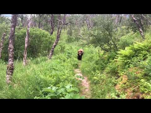 Un couple rencontre un ours durant une randonnée