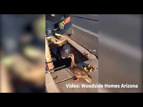 Des pompiers sauvent une famille de canard