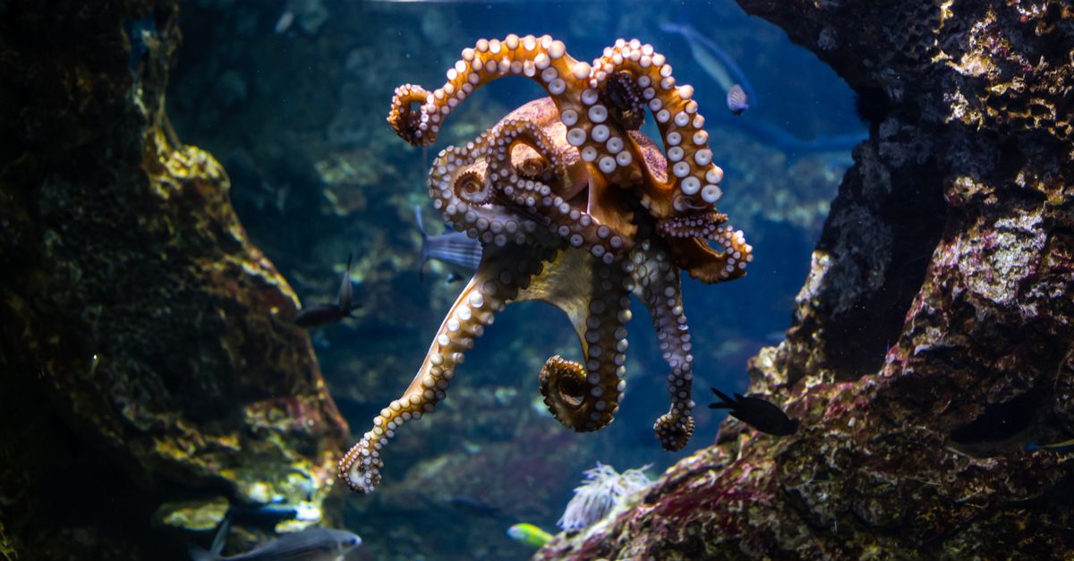 A sleeping octopus on the ocean floor with colored reflections across its skin