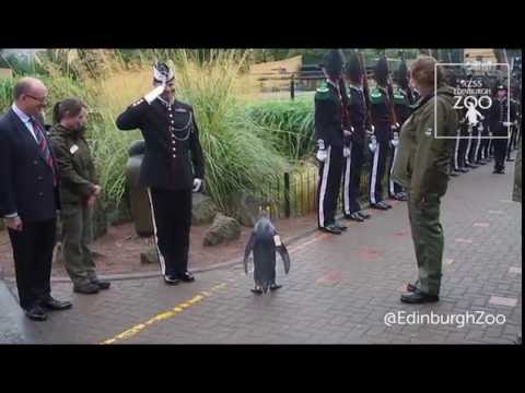 Un pingouin promu Brigadier par la garde royale norvégienne