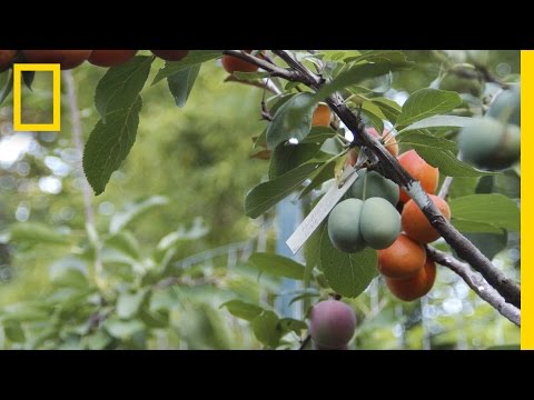 Un arbre fait pousser 40 variétés de fruits différents