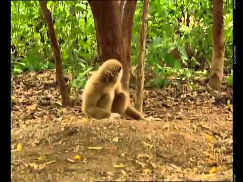 Un Gibbon troll des bébés tigre