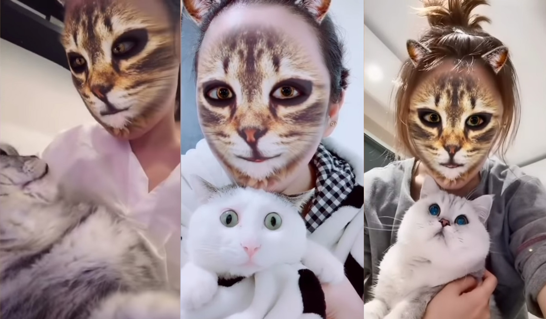La réaction surprenante des chats qui voient leurs maîtres au travers d'un filtre smartphone de chat