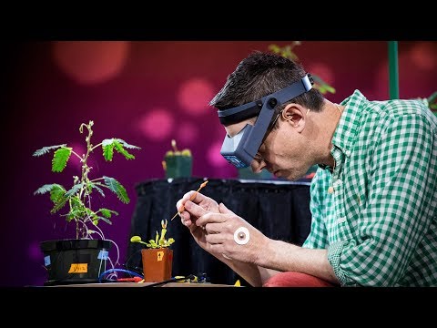 Greg Gage réalise une expérience déterminant que certaines plantes communiquent et comptent