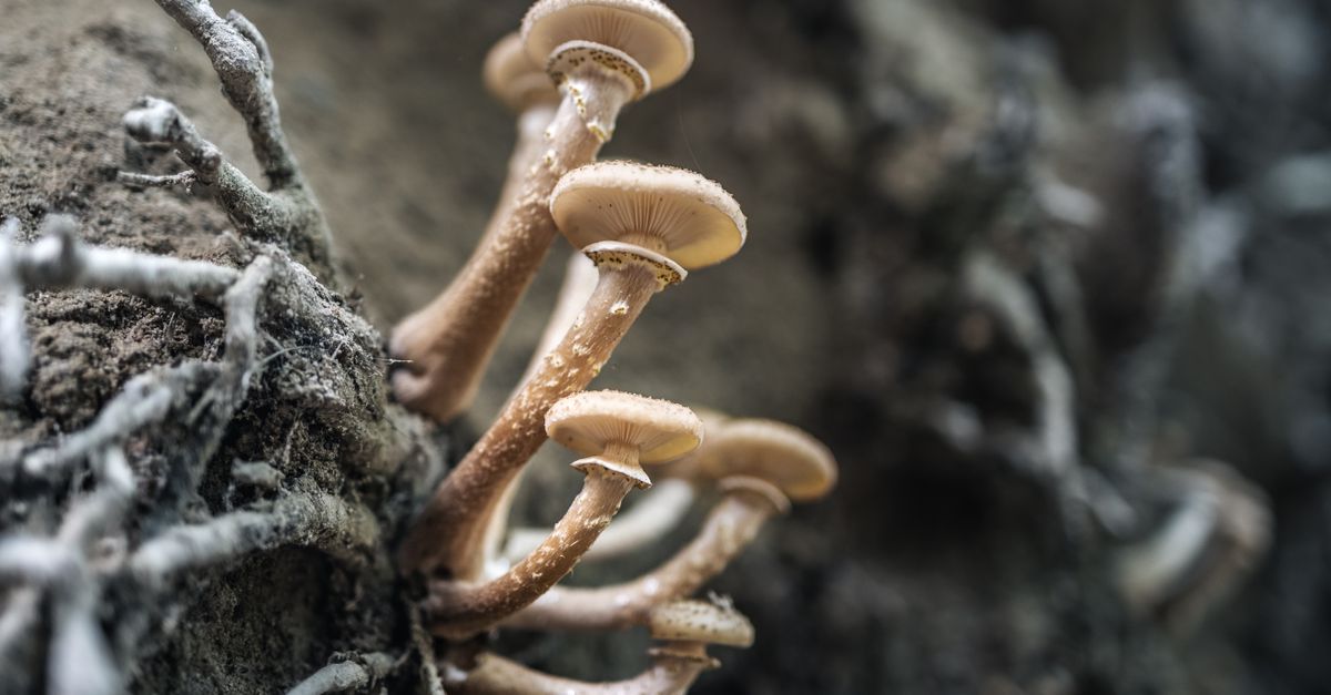 Tree roots and fungal filaments in the soil of a lush green forest