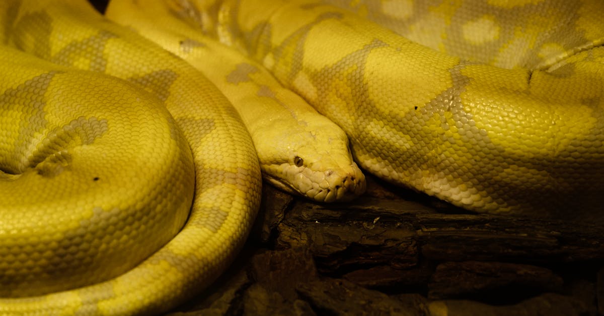 Laboratory researcher analyzing python blood samples under microscope for obesity treatment study