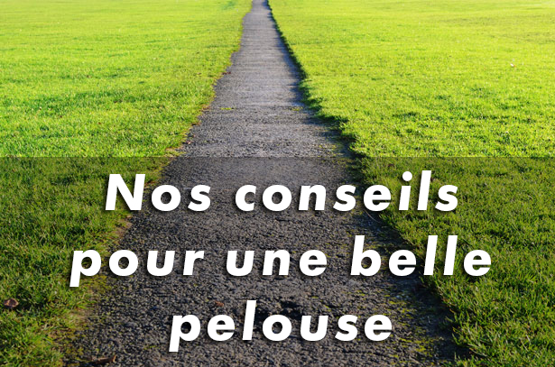 Consejos para el cuidado del césped
