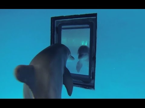 Test du miroir chez les dauphins