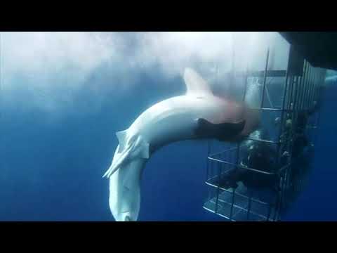 Un requin frappe une cage à mort
