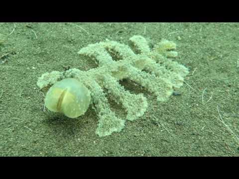 Une limace de mer en pleine action