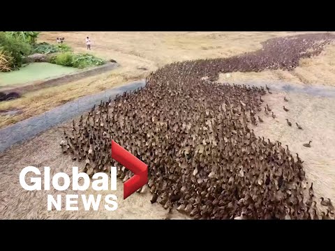 Utiliser des canards pour nettoyer son champ de riz