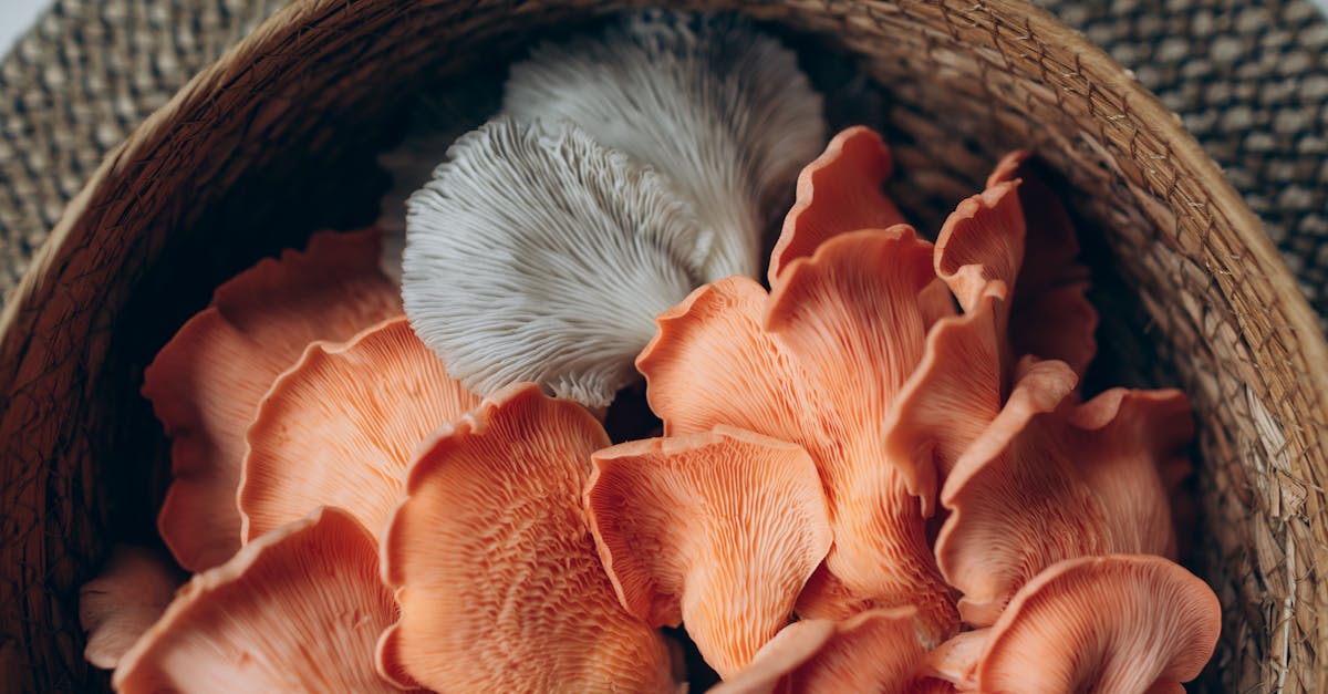 Assortiment de champignons adaptogènes dont le lion