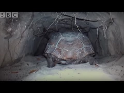 Les merveilles des tunnels de tortue